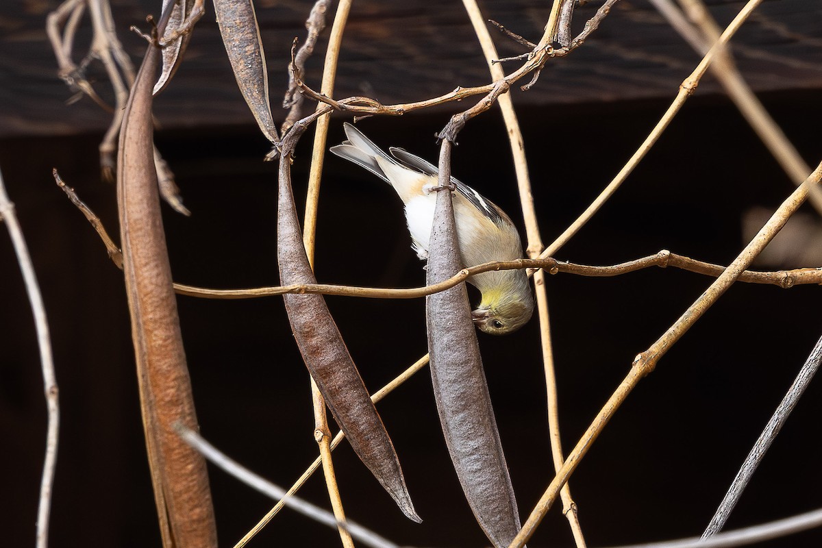 American Goldfinch - ML646410021