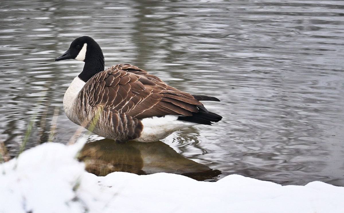 Canada Goose - ML646410022