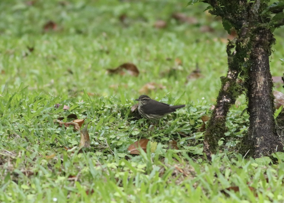 Drosselwaldsänger - ML646410024