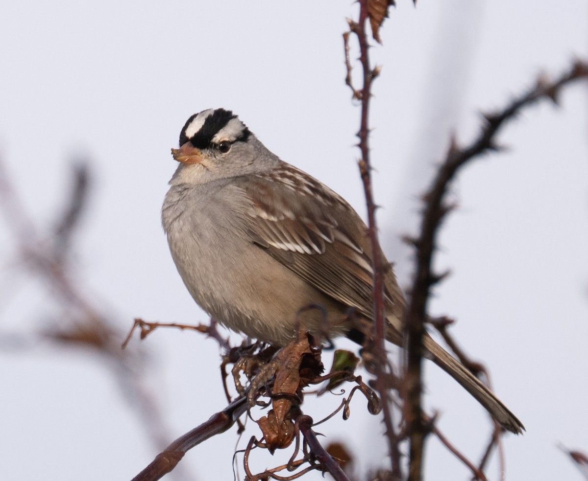 White-crowned Sparrow - ML646410025