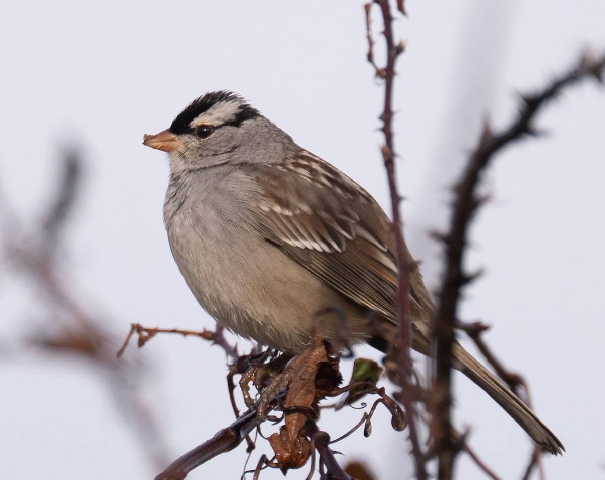 White-crowned Sparrow - ML646410026