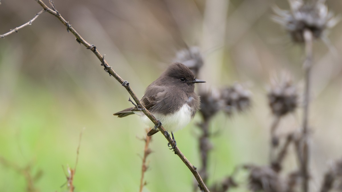 Black Phoebe - ML646410038