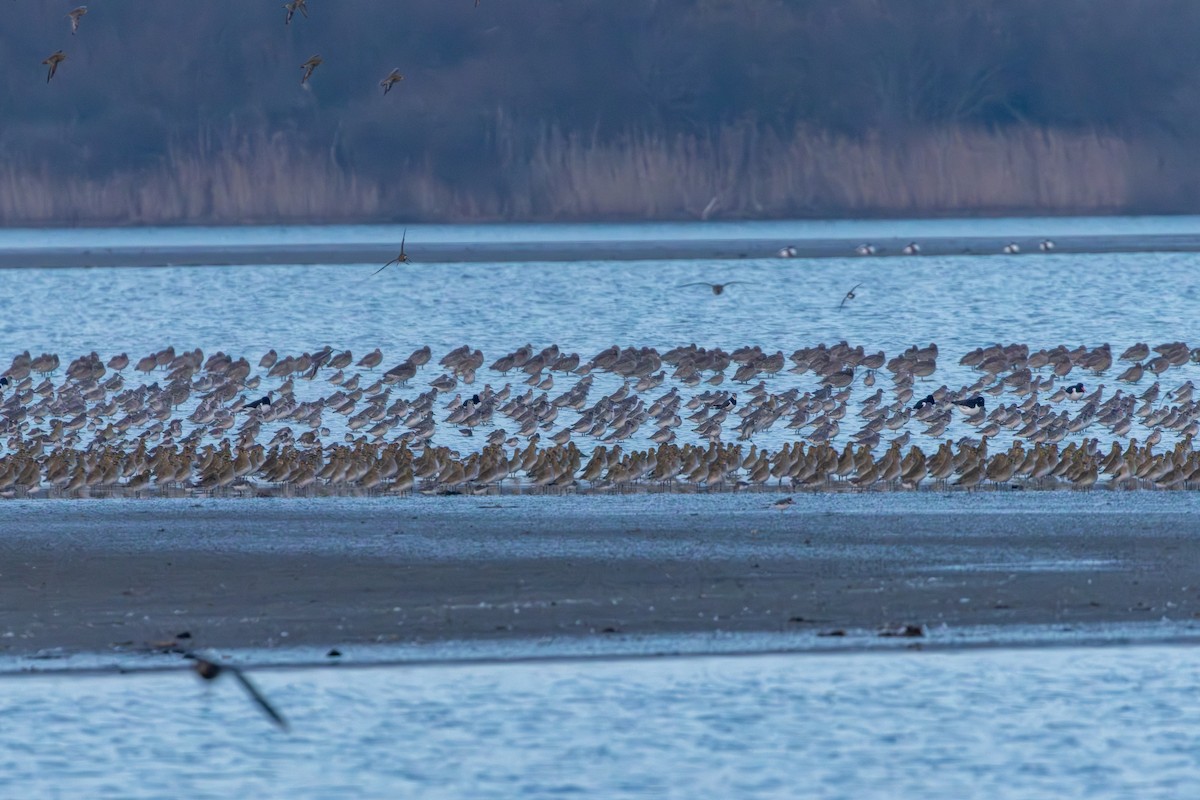 ダイゼン - ML646410041