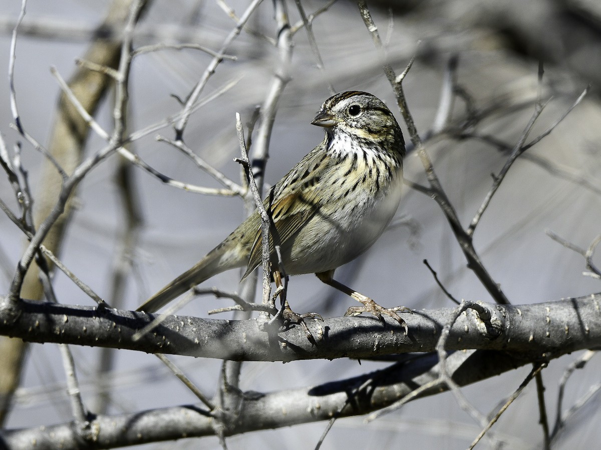 Lincoln's Sparrow - ML646410042