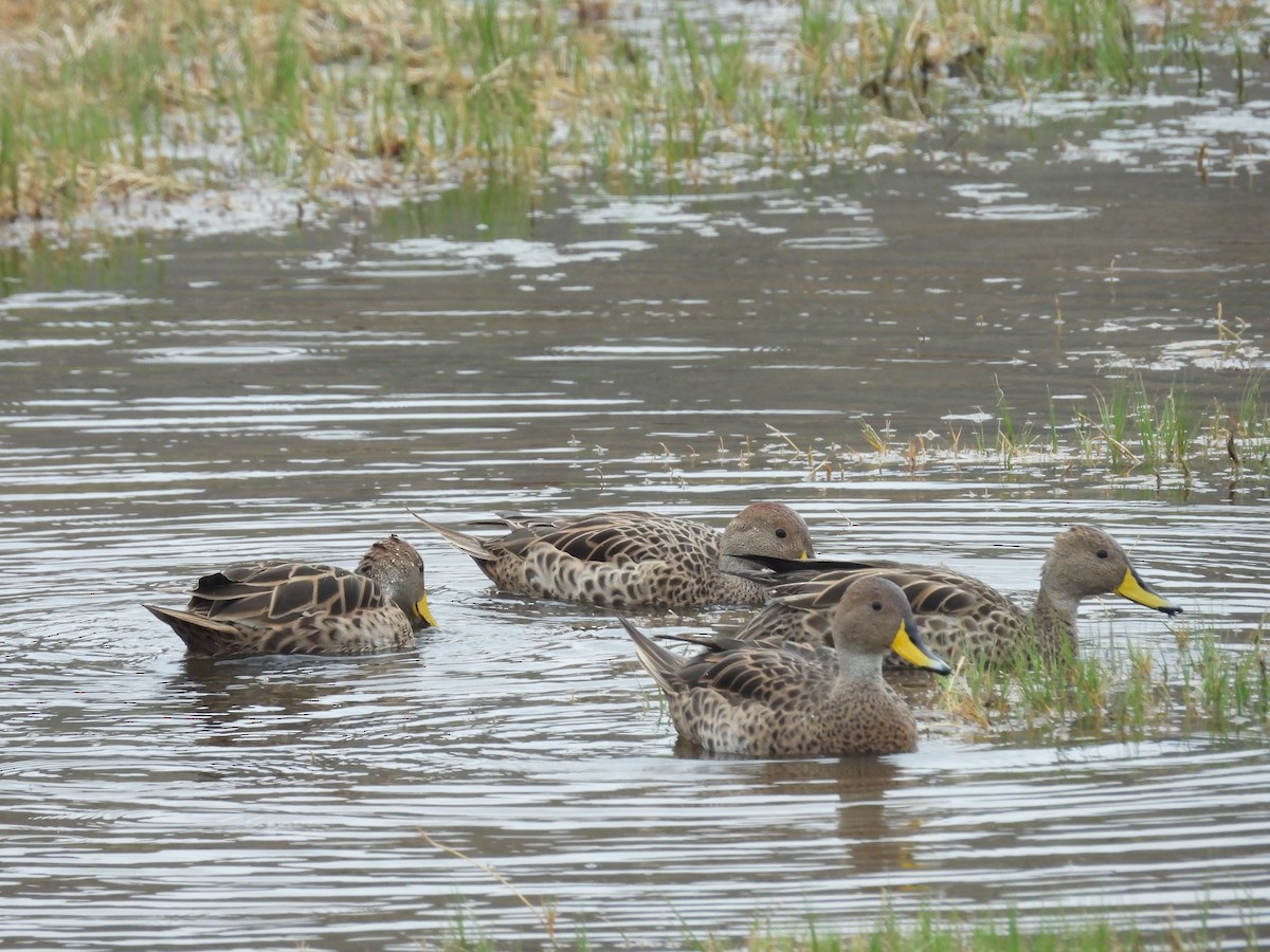 Шилохвіст жовтодзьобий - ML646410043