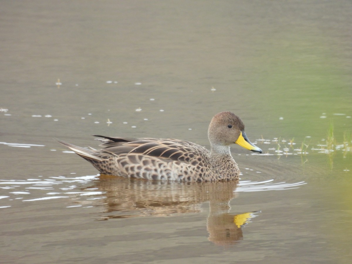 Шилохвіст жовтодзьобий - ML646410044