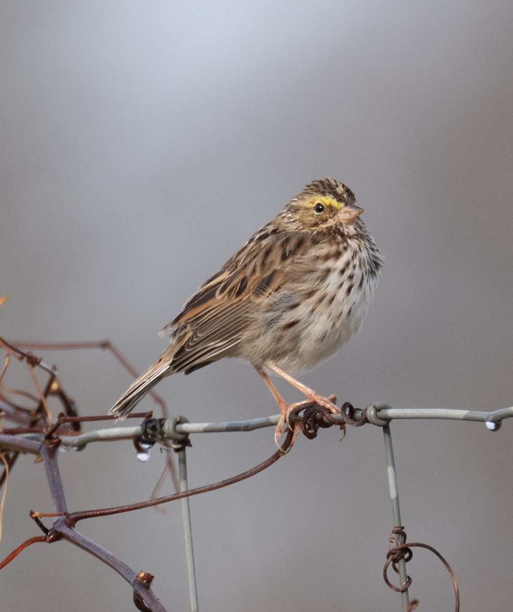 Savannah Sparrow - ML646410048