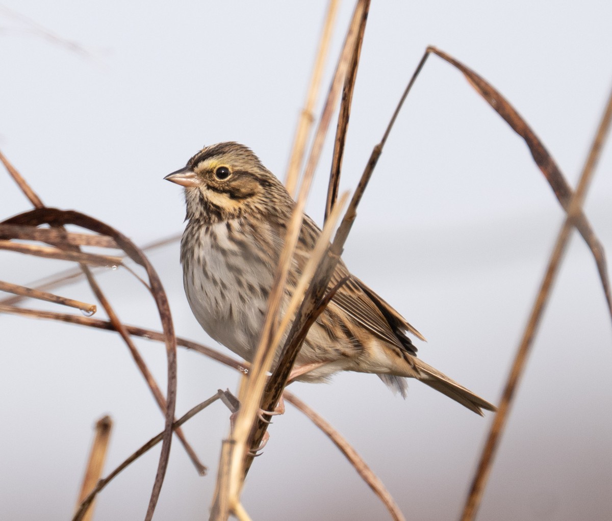 Savannah Sparrow - ML646410049