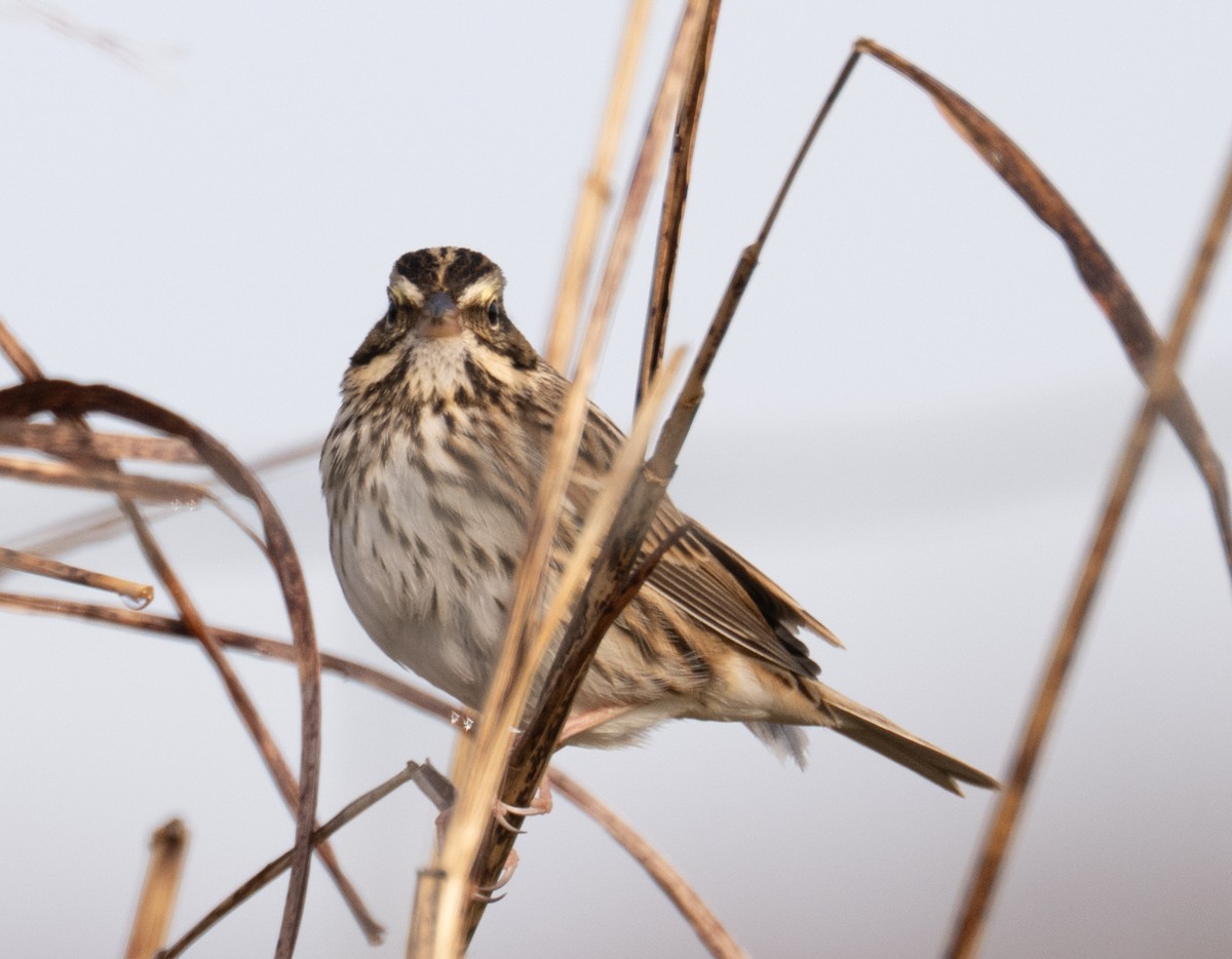 Savannah Sparrow - ML646410050