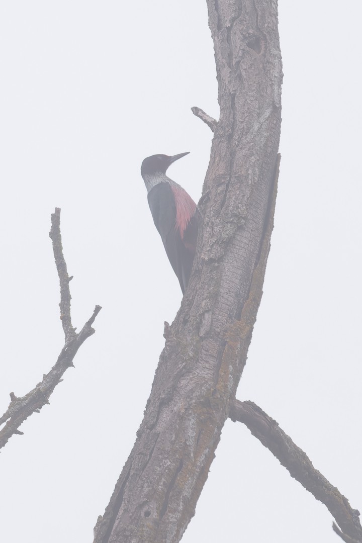 Lewis's Woodpecker - ML646410056