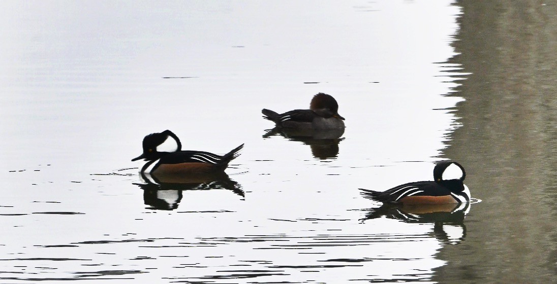 Hooded Merganser - ML646410057