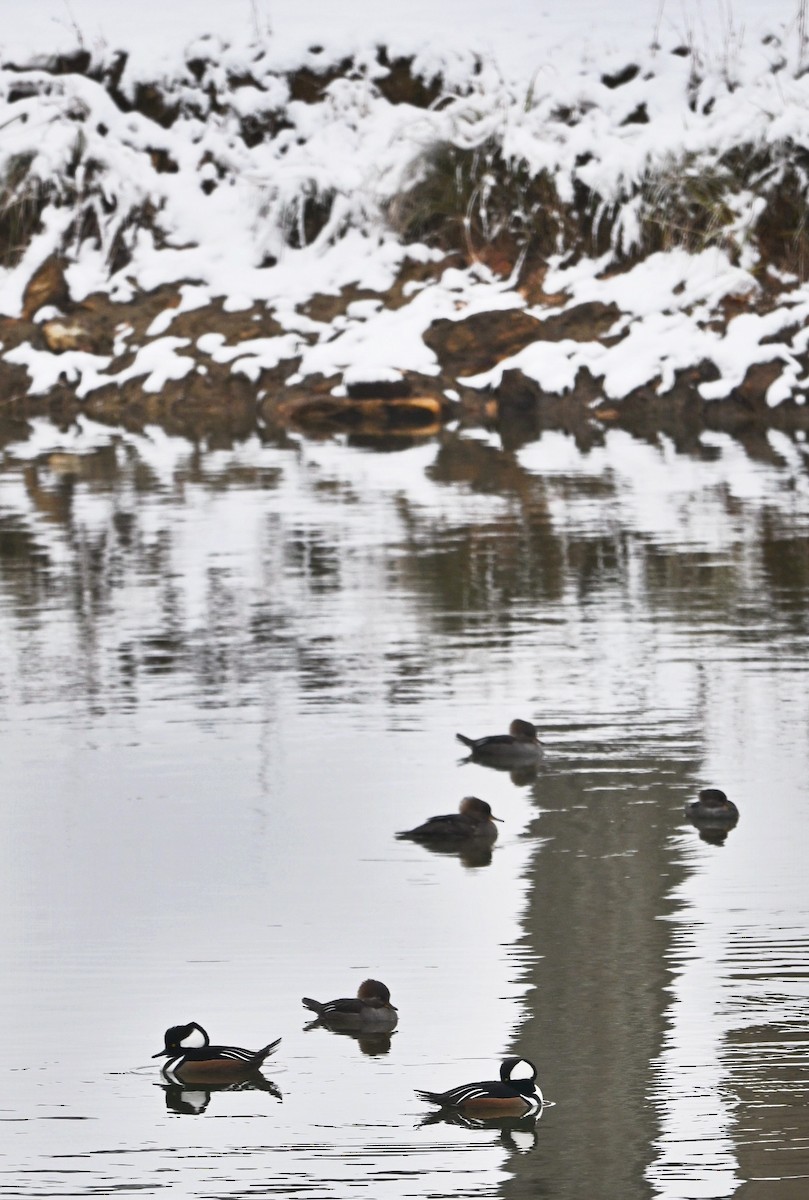 Hooded Merganser - ML646410058