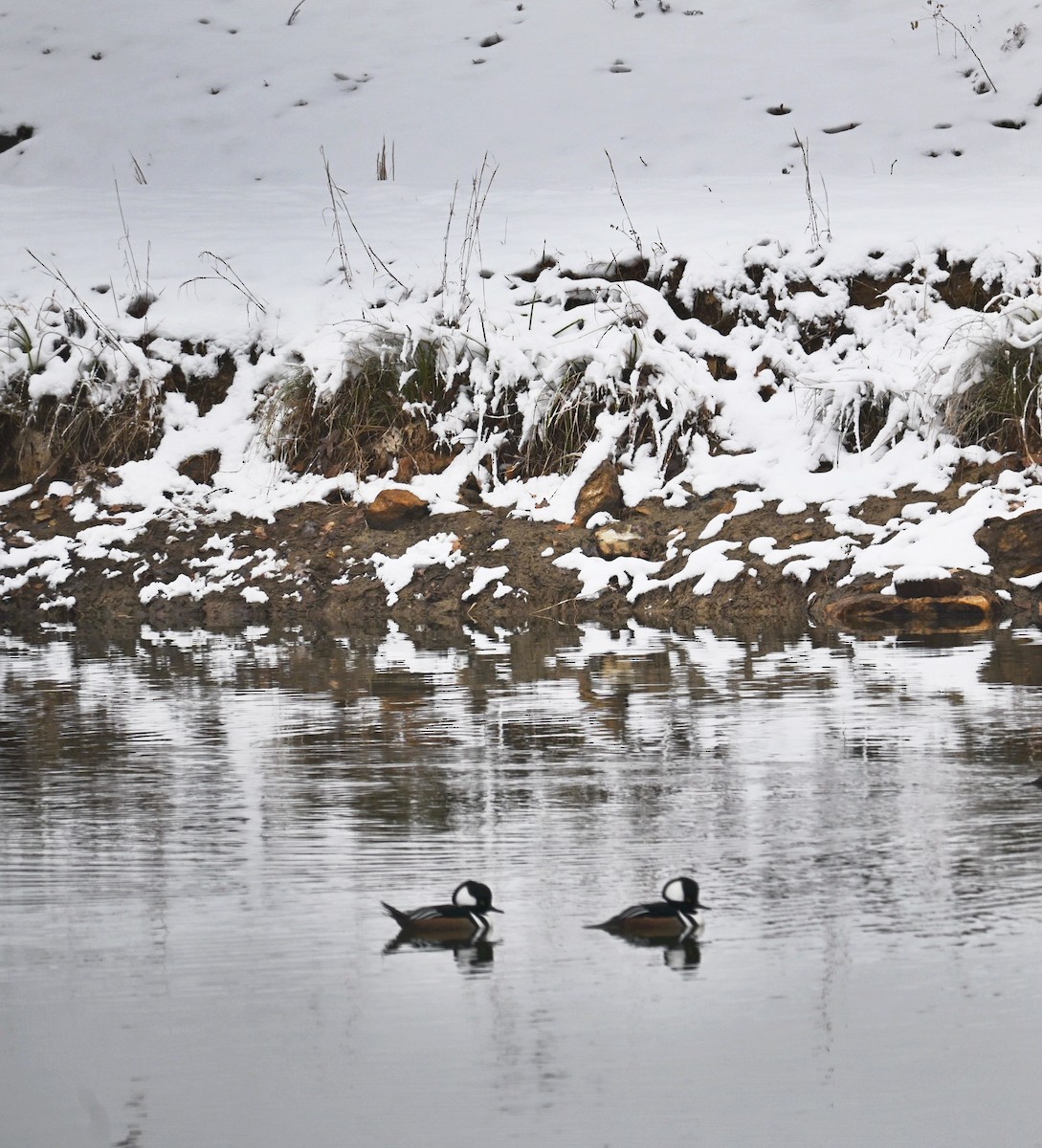 Hooded Merganser - ML646410059