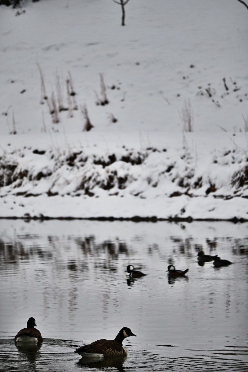 Hooded Merganser - ML646410060