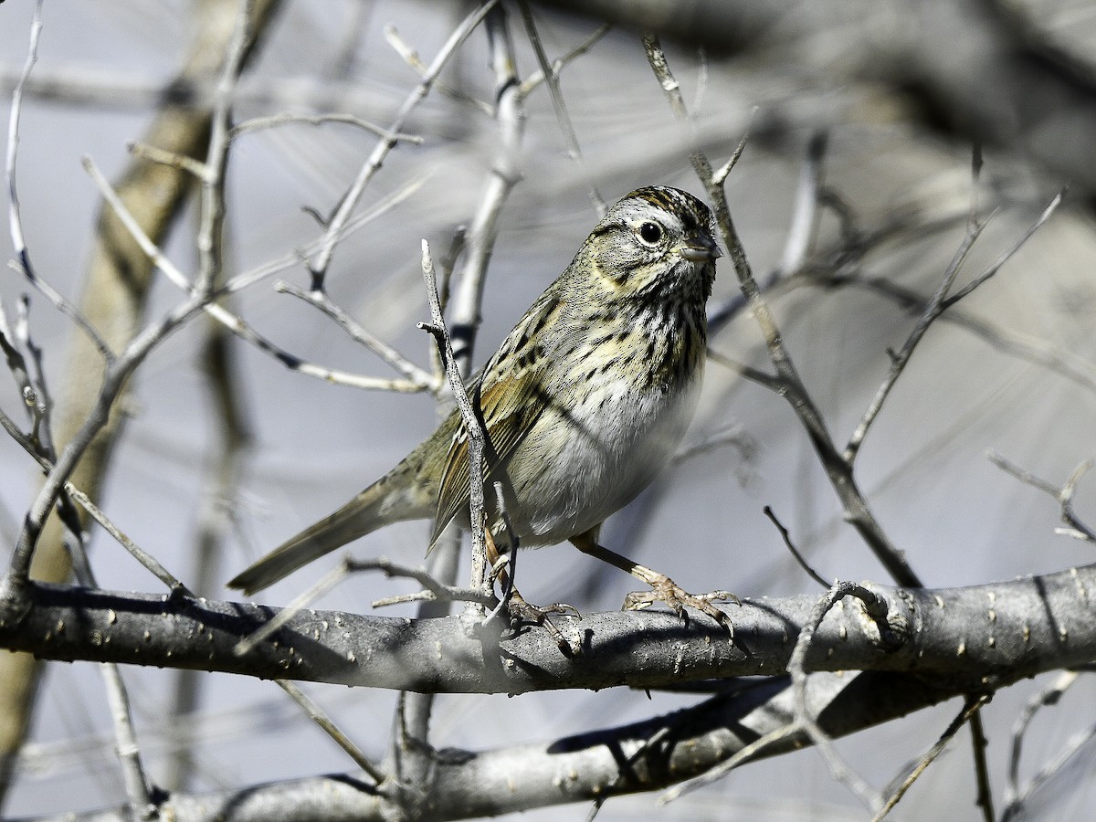 Lincoln's Sparrow - ML646410063