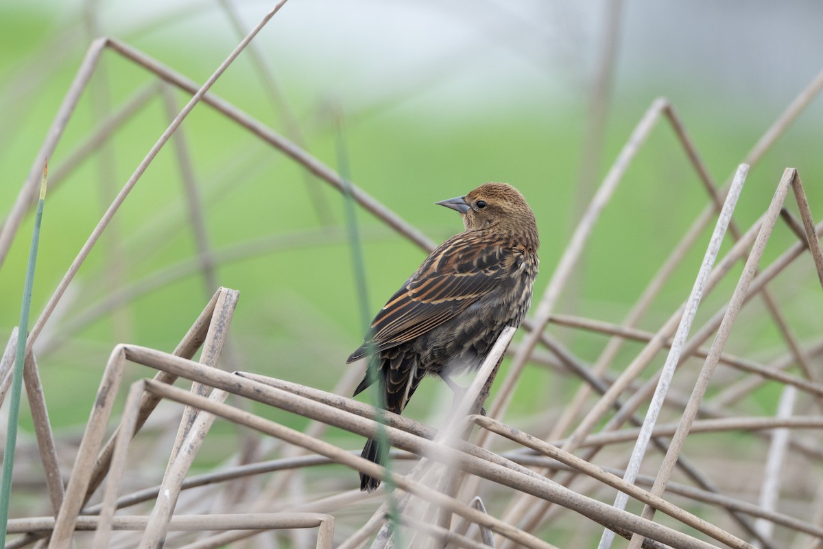 Red-winged Blackbird - ML646410066