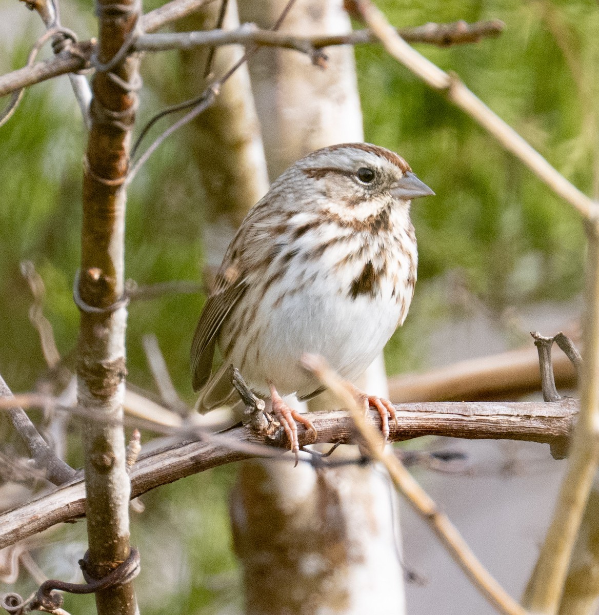 Song Sparrow - ML646410068