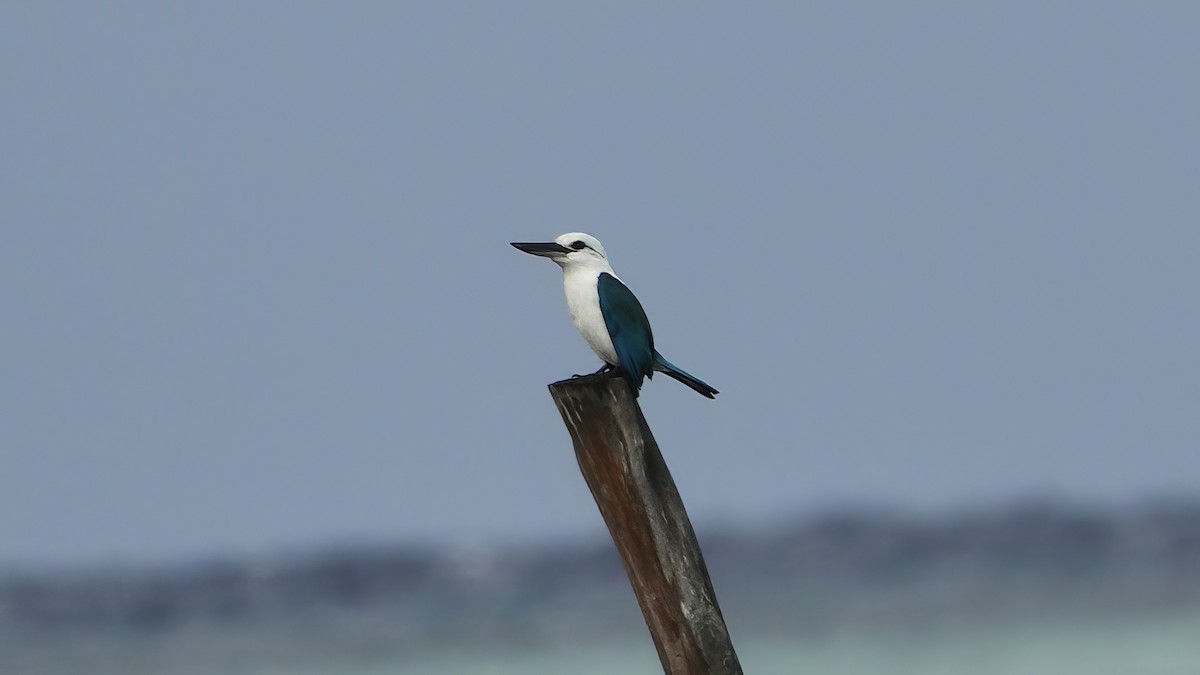 Echsenliest (saurophagus) - ML646410069