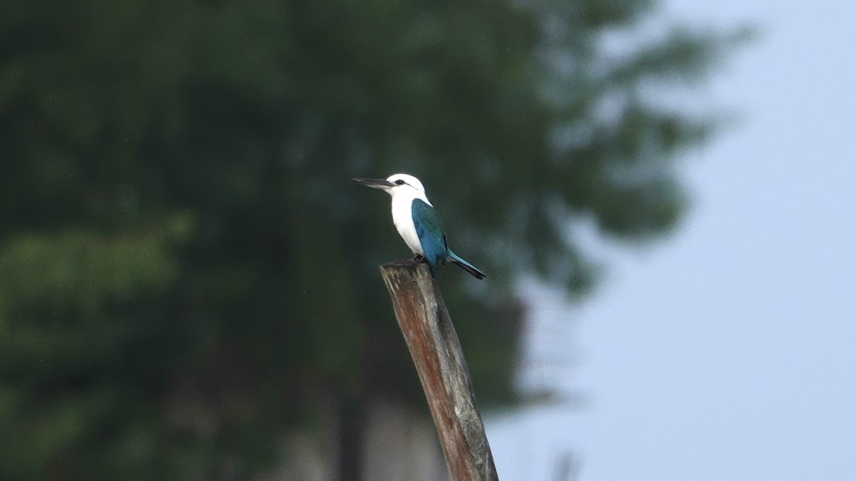 Echsenliest (saurophagus) - ML646410070