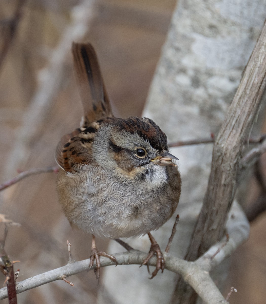Swamp Sparrow - ML646410073
