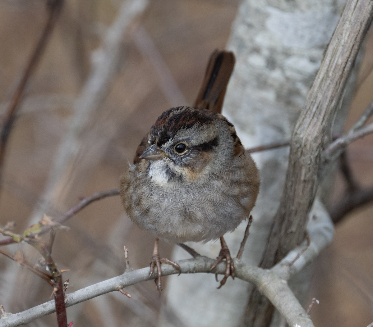 Swamp Sparrow - ML646410074