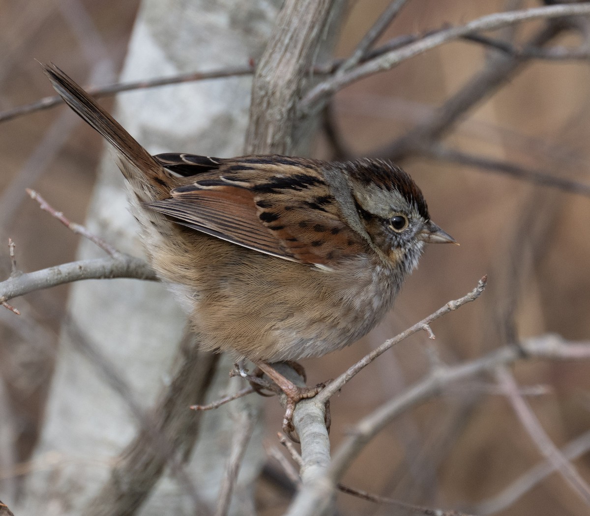 Swamp Sparrow - ML646410075