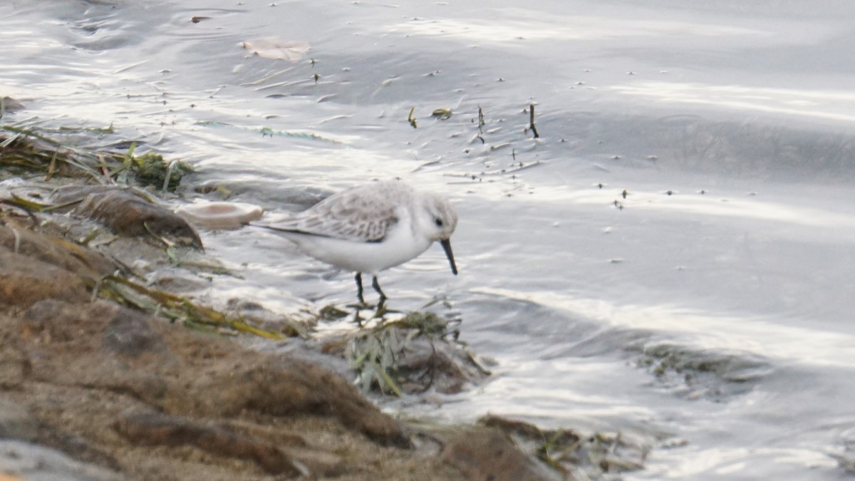 Sanderling - ML646410076