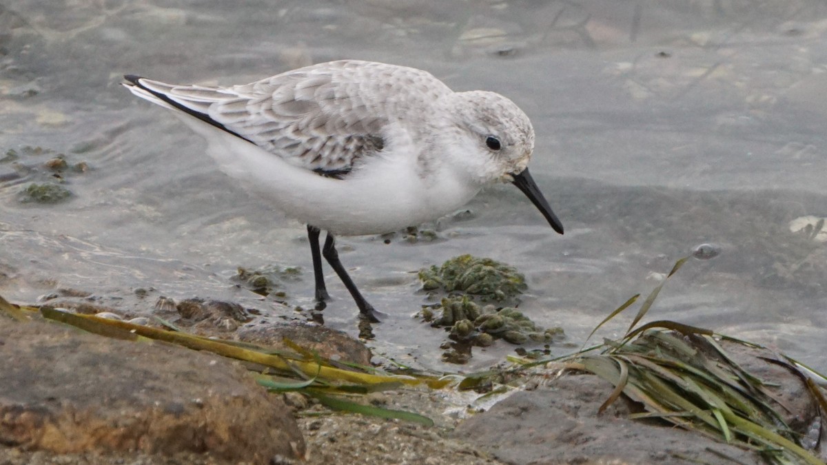 Sanderling - ML646410077