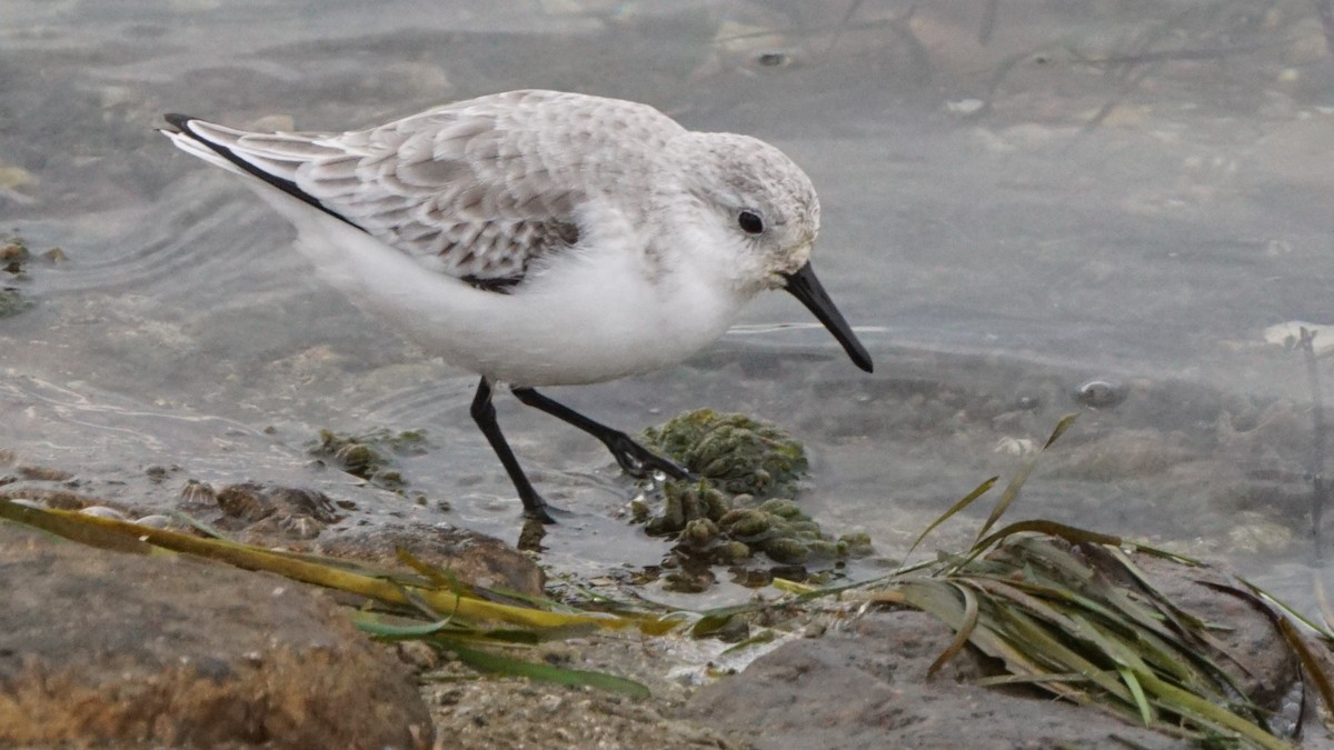 Sanderling - ML646410078