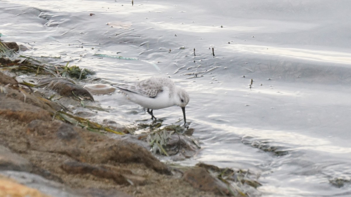 Sanderling - ML646410079