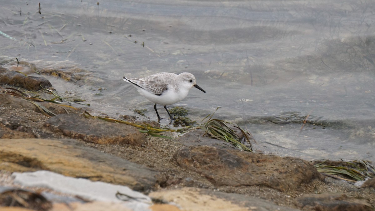 Sanderling - ML646410080