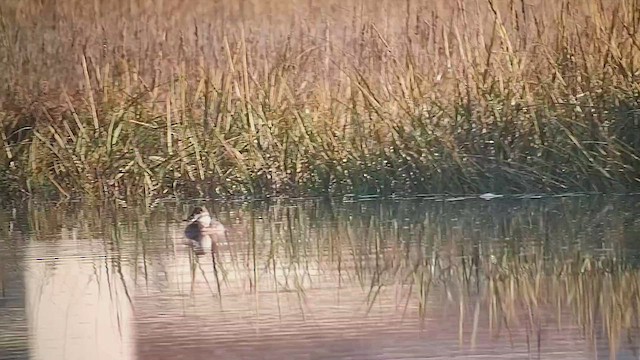 Савка американська - ML646410090