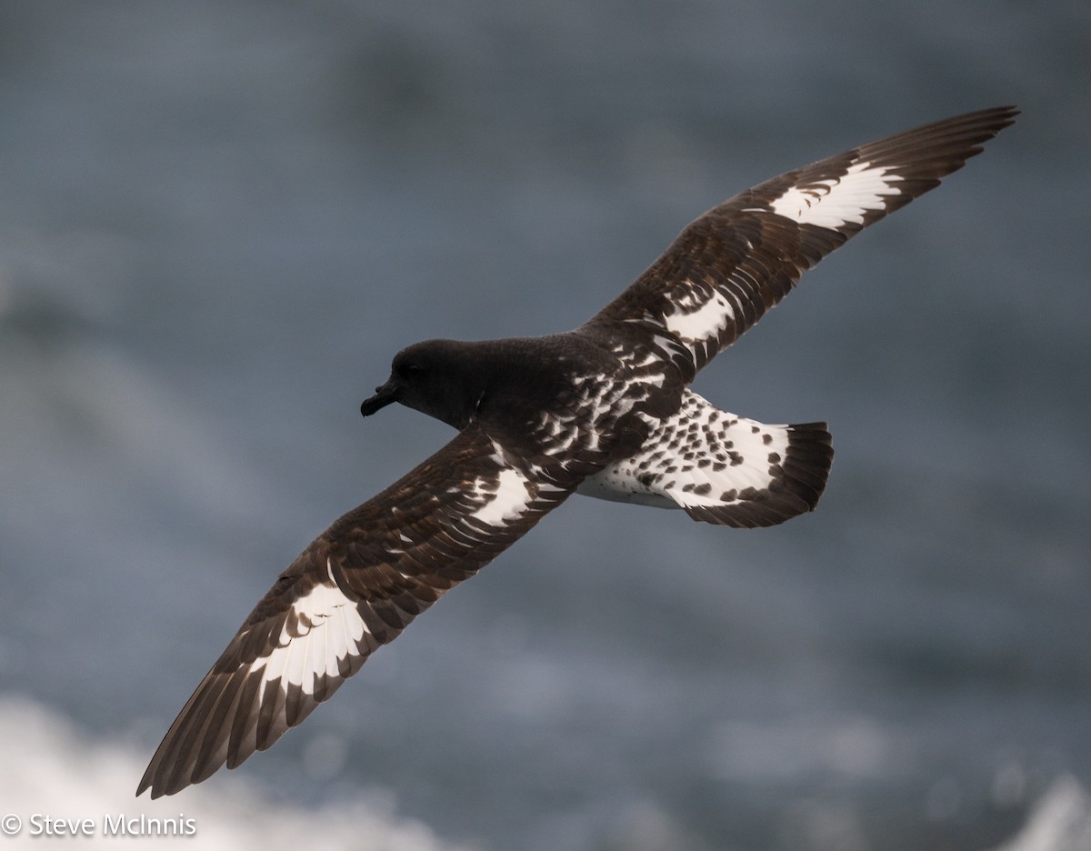 Procellaria del Capo - ML646410092