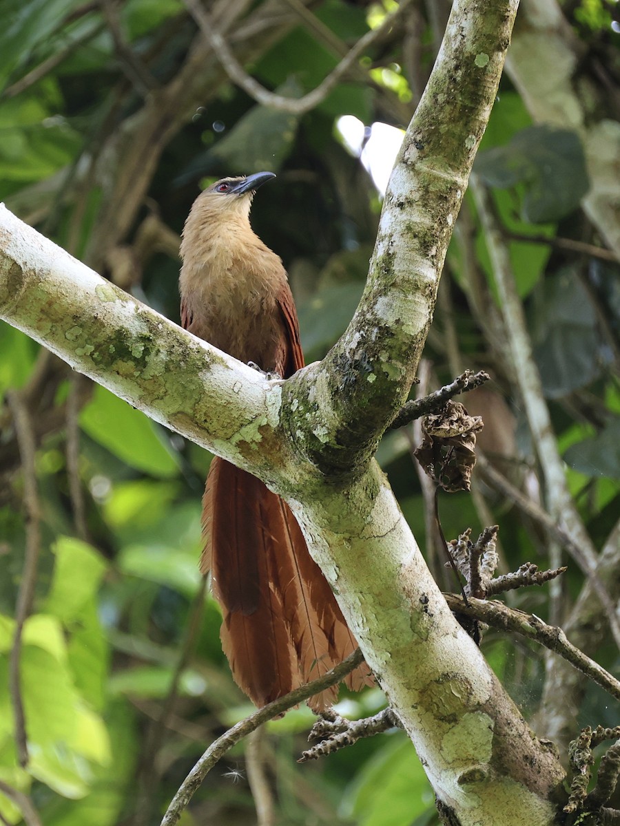 Bay Coucal - ML646410093