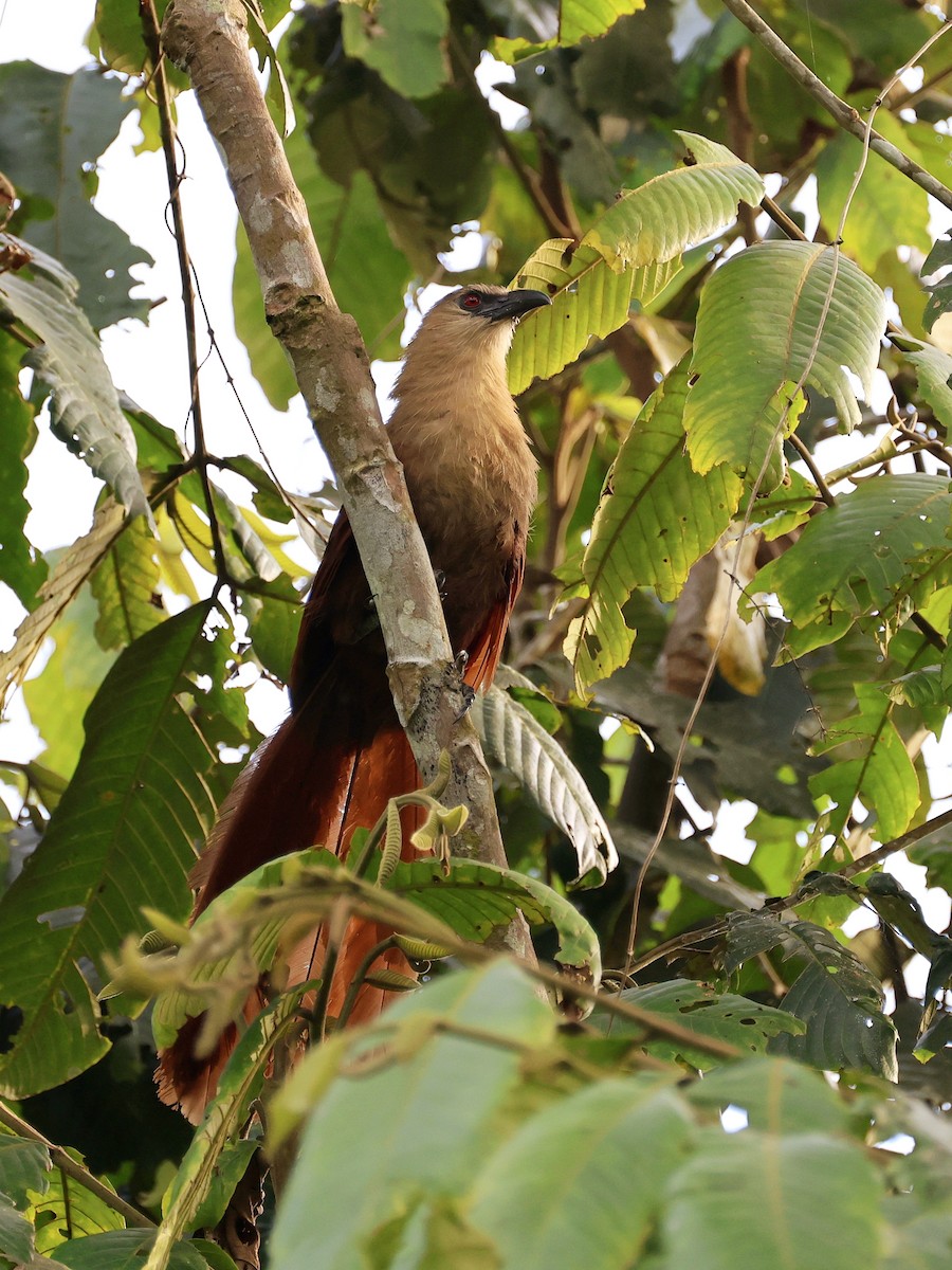 Bay Coucal - ML646410094