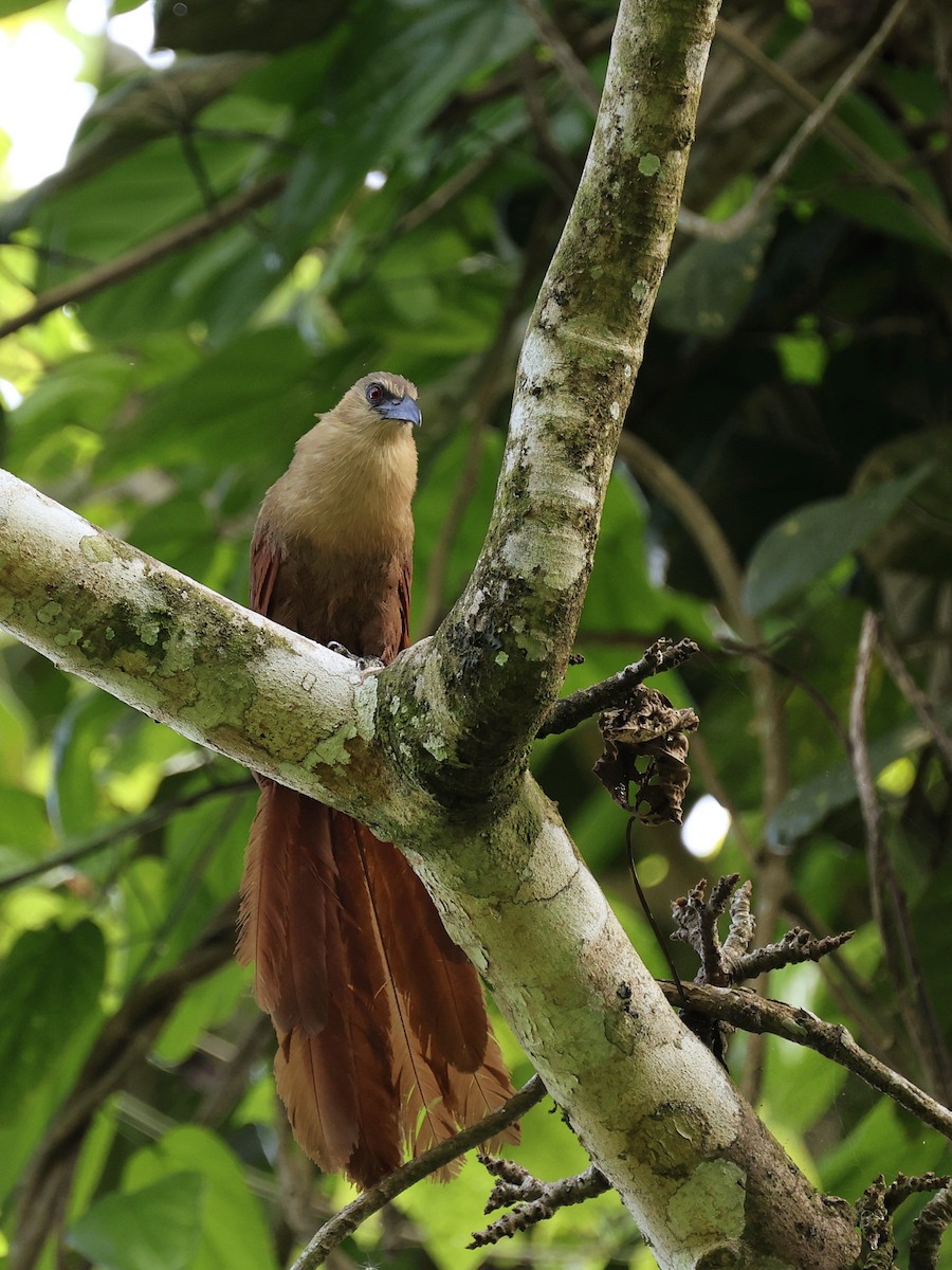 Bay Coucal - ML646410095
