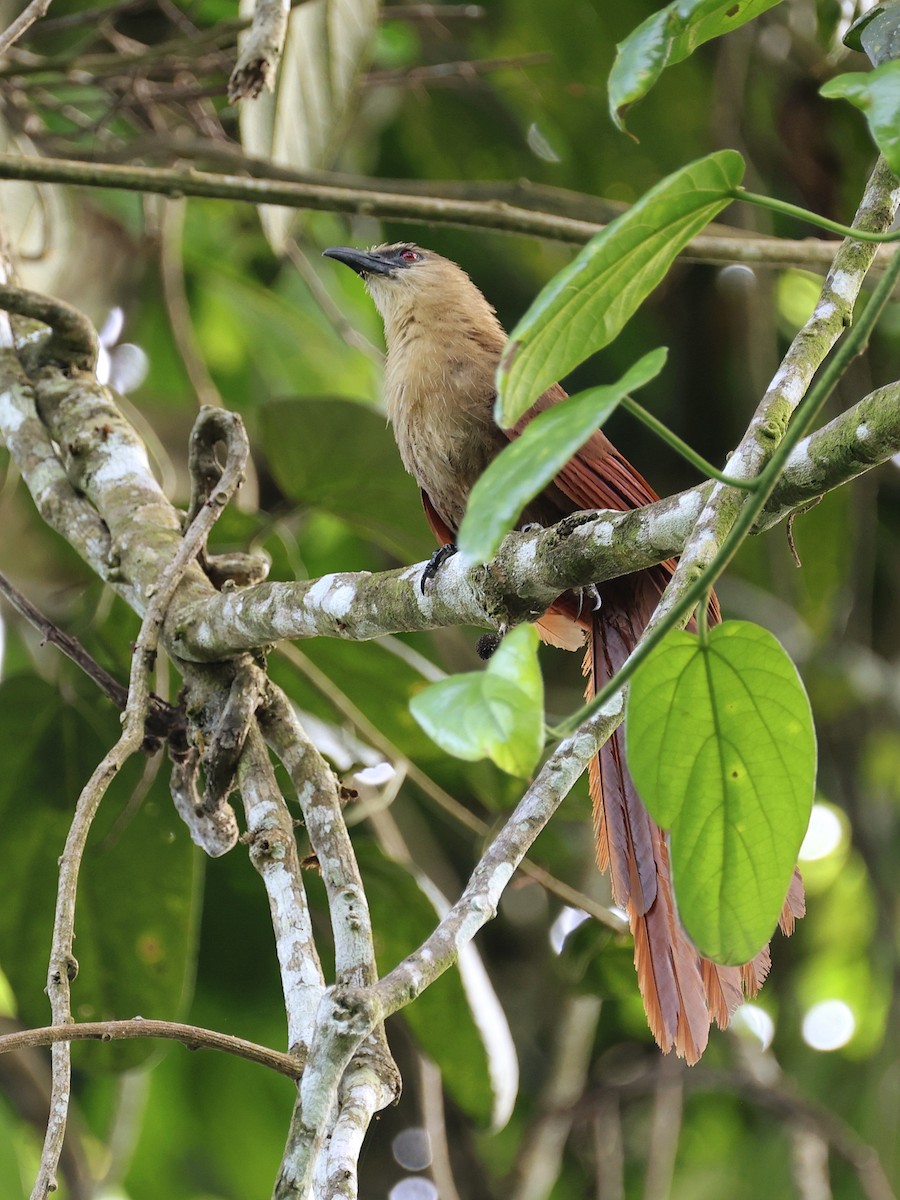 Bay Coucal - ML646410096