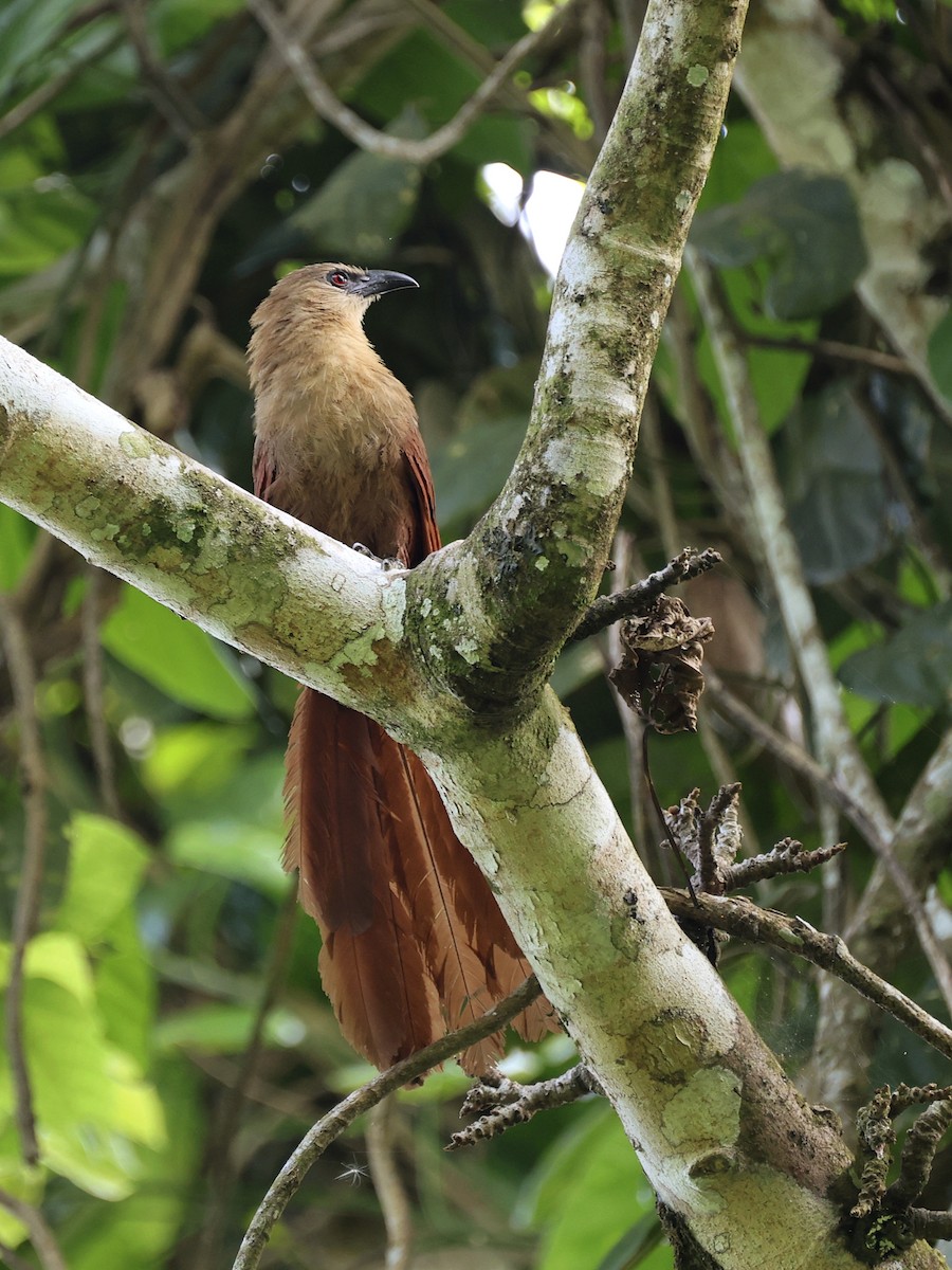 Bay Coucal - ML646410097