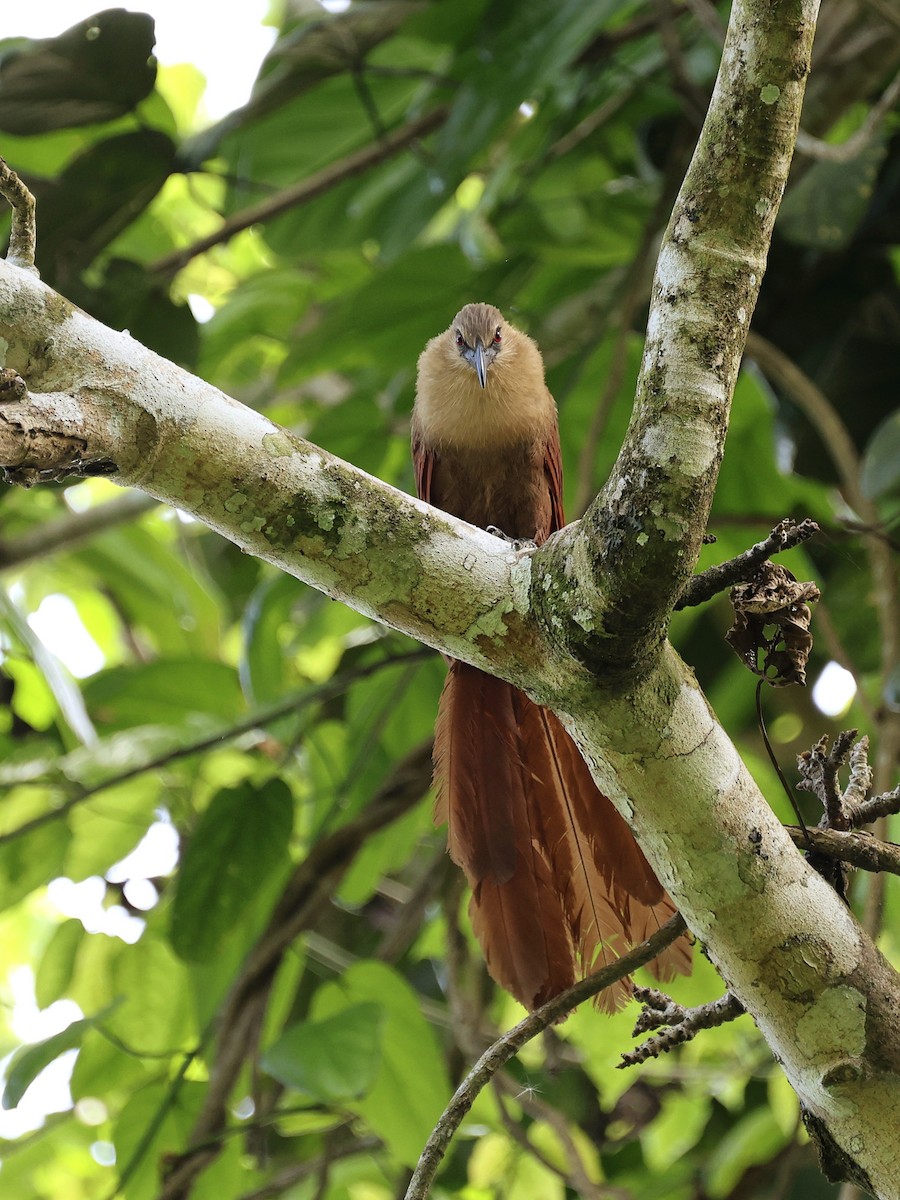 Bay Coucal - ML646410099