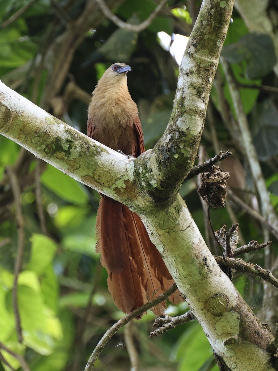 Bay Coucal - ML646410100