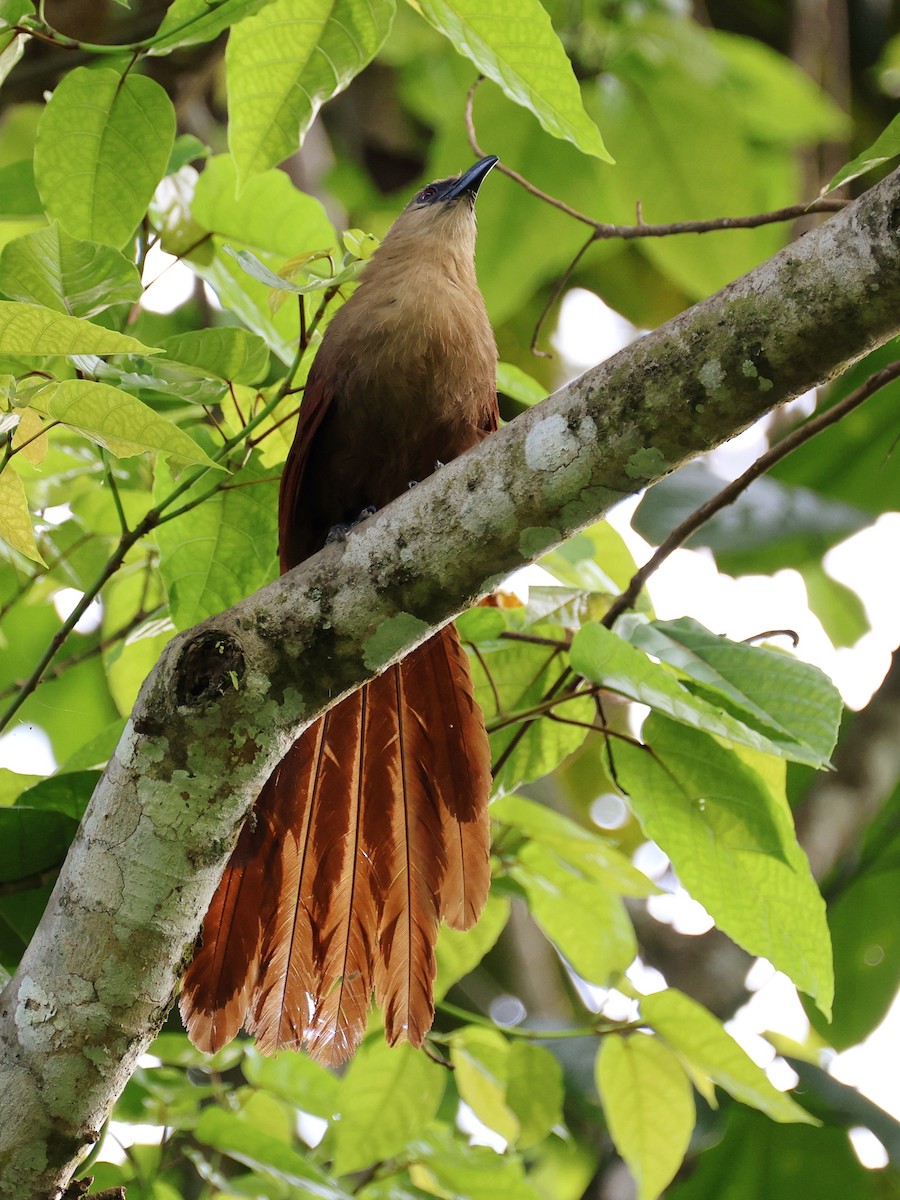 Bay Coucal - ML646410101
