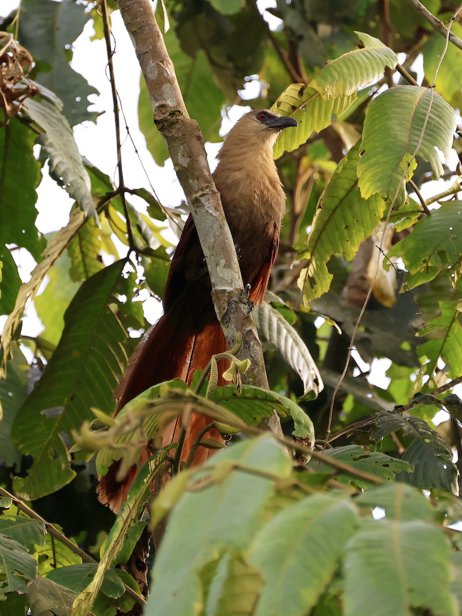 Bay Coucal - ML646410102