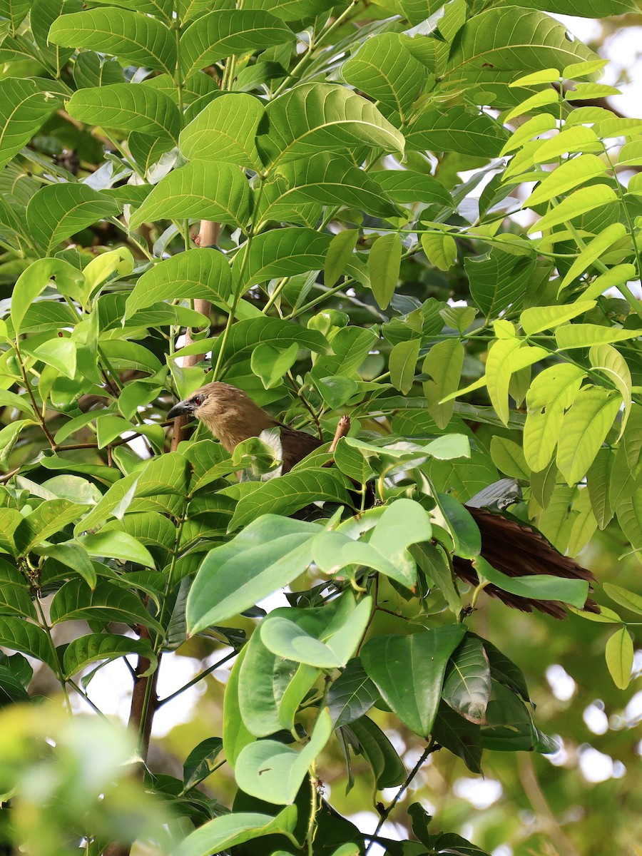 Bay Coucal - ML646410103