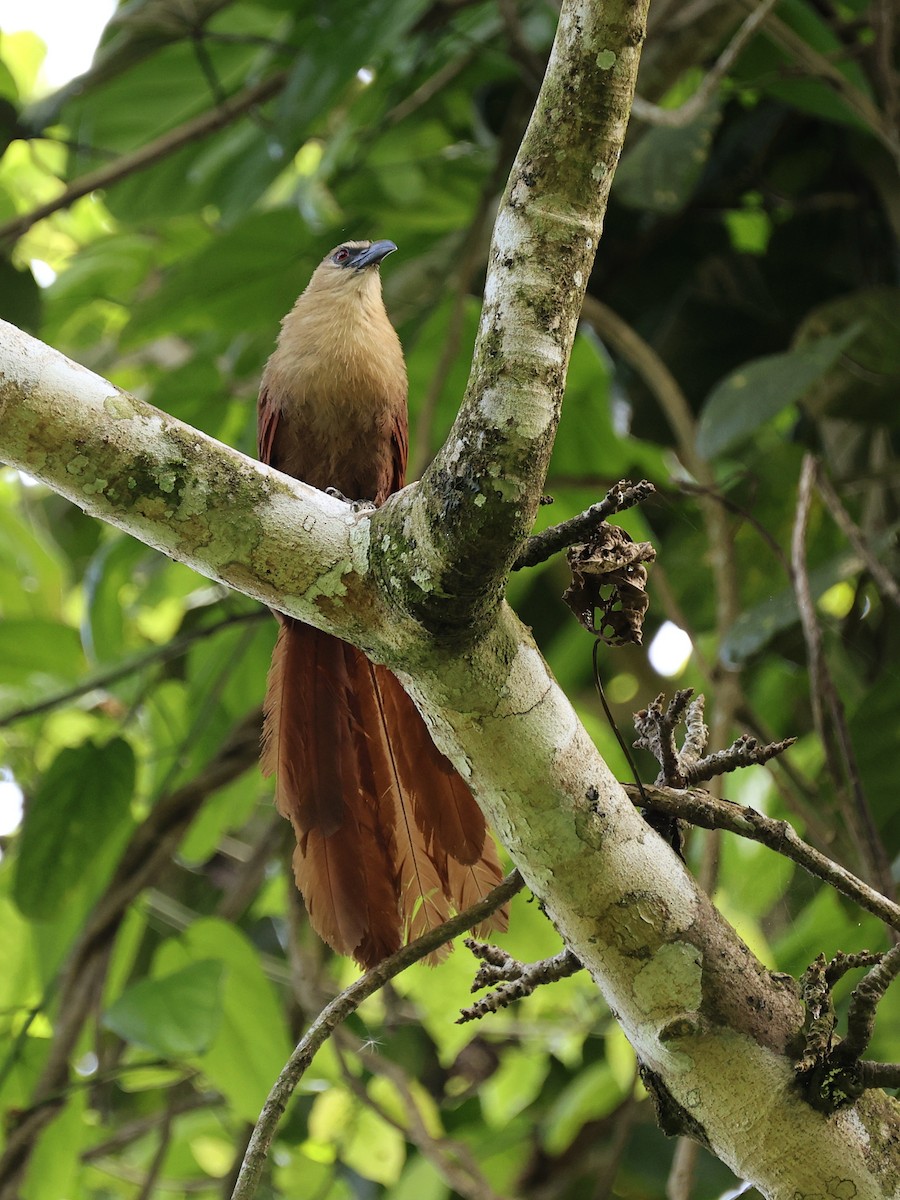 Bay Coucal - ML646410104