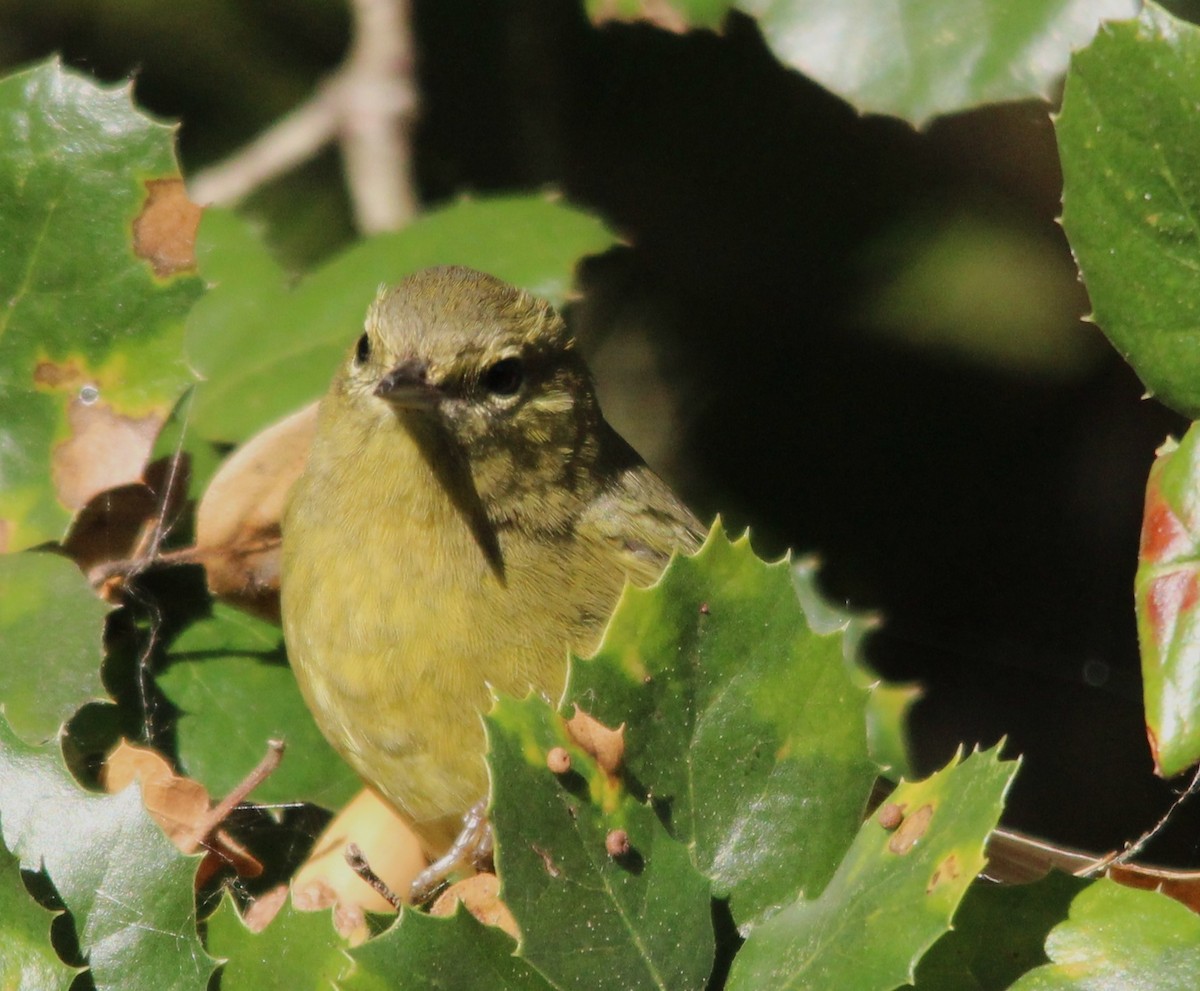 Orange-crowned Warbler - ML646410105