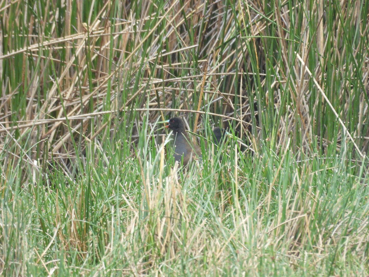 Kurşuni Sukılavuzu - ML646410108