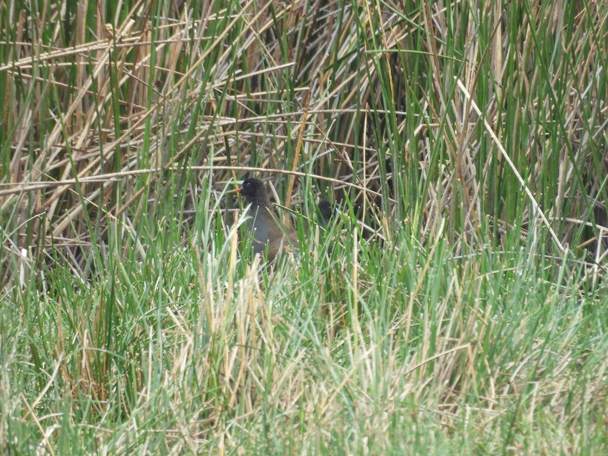 Kurşuni Sukılavuzu - ML646410109