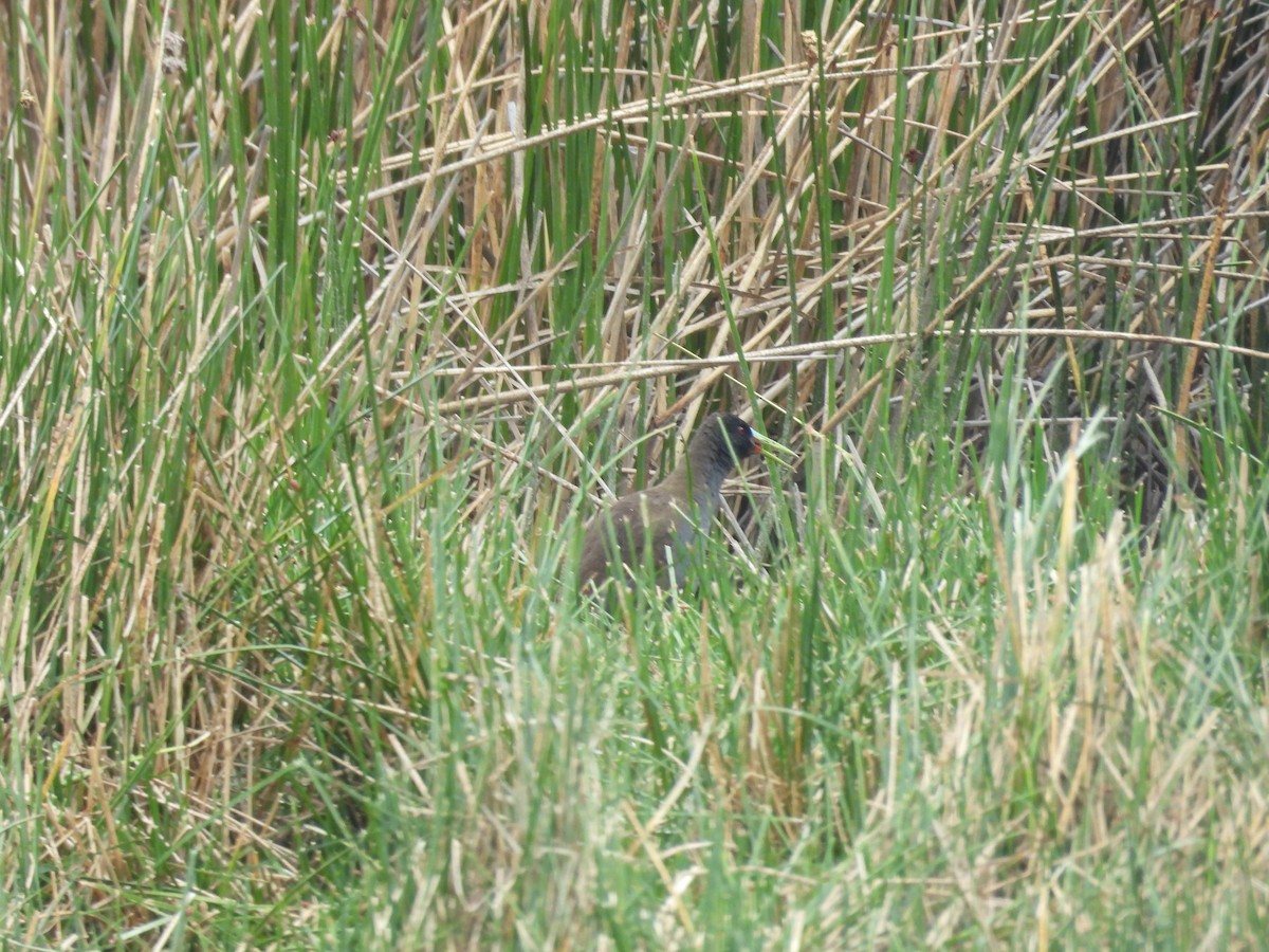 chřástal břidlicový - ML646410111