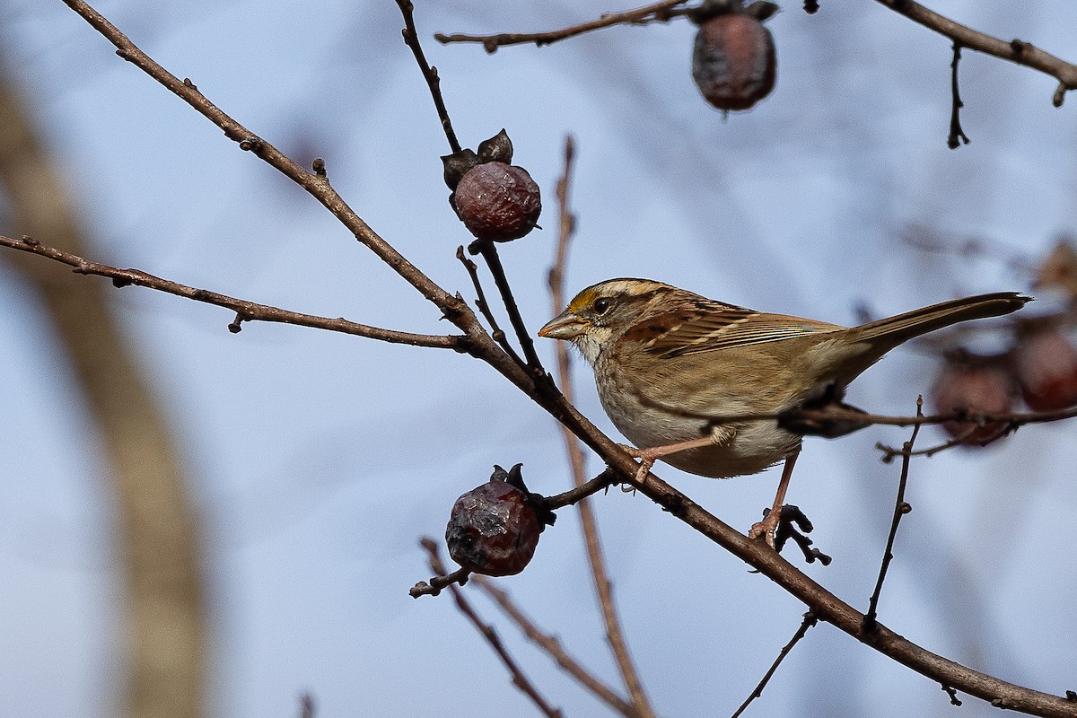 White-throated Sparrow - ML646410112