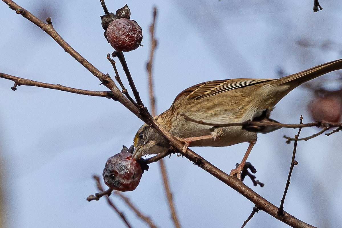 White-throated Sparrow - ML646410113